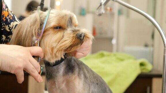 美容师为小狗做造型