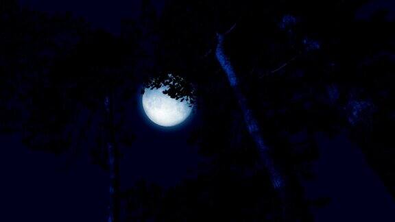 在风中的高大森林树后面的月亮