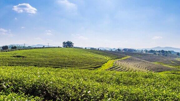 泰国清莱ChuiFong种植园山上美丽的茶园的时间流逝