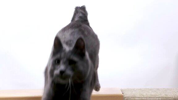 灰色的猫在白色的背景上跳的慢镜头