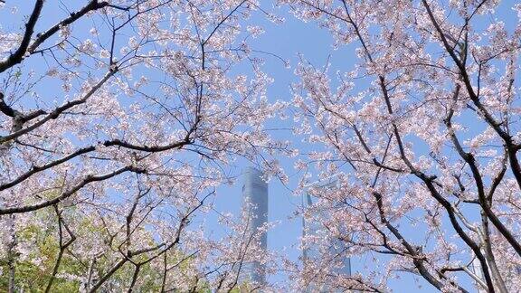 樱花在樱花树枝上盛开樱花花瓣在微风中落下如雨点般的蓝天和上海地标背景美丽的风景4K电影慢镜头