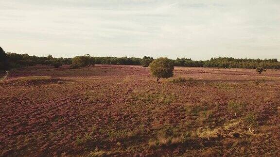 荷兰风景中的紫色开花石南