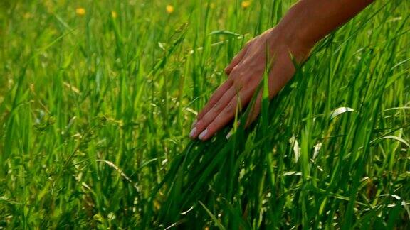 女人的手触摸草地乡村及自然风景