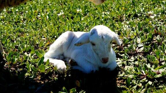 新生的小羊羔和他的妈妈