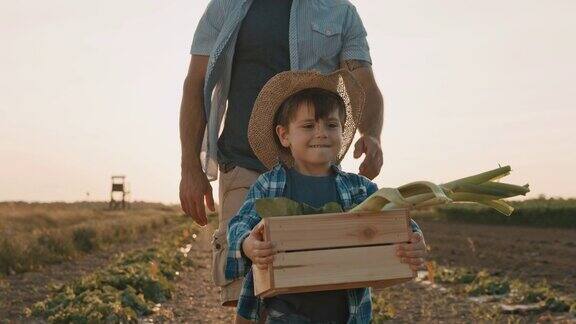 父亲和儿子在田里采摘蔬菜儿子把满满一板条箱的蔬菜搬到了手推车上