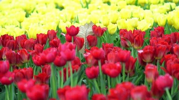 郁金香在春日的阳光下绽放着灿烂的色彩在花园里充满了生机