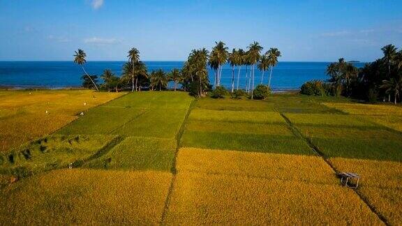 稻田鸟瞰图菲律宾