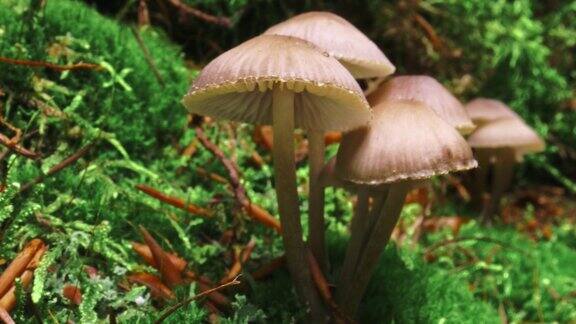 野生动物在波兰森林苔藓上的野生蘑菇