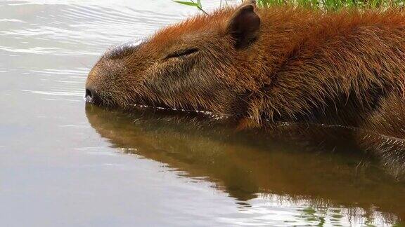 水豚(水豚)在水面下睡觉呼吸