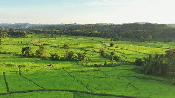 在一个美丽的山谷里鸟瞰一大片稻田泰国北部农业区