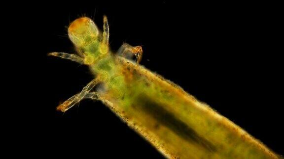 毛翅目幼虫的显微镜观察