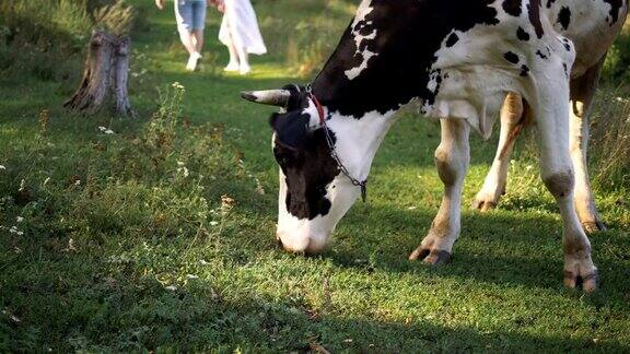 黑白斑点的牛吃草背景是一对年轻夫妇