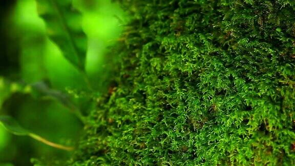 高清:绿色苔藓(平移拍摄)