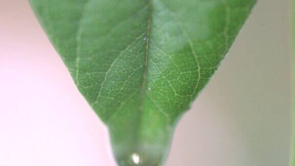 摇下一片绿叶使其顶端有一滴水微距镜头