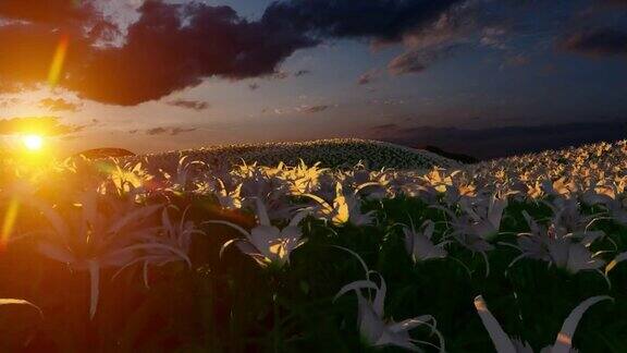 田野的白色百合和美丽的日落背景