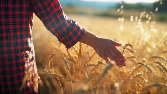 一名妇女的手轻轻地抚摸着农田里的小麦