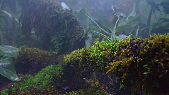红眼树蛙从长满苔藓的树枝上跳下来