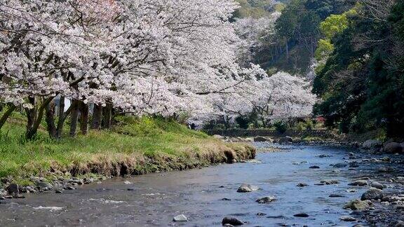 樱花、樱花都盛开在日本的春江两岸