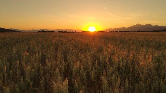 近景:日落时分在美丽广阔的田野里成熟的小麦植株上的成熟种子
