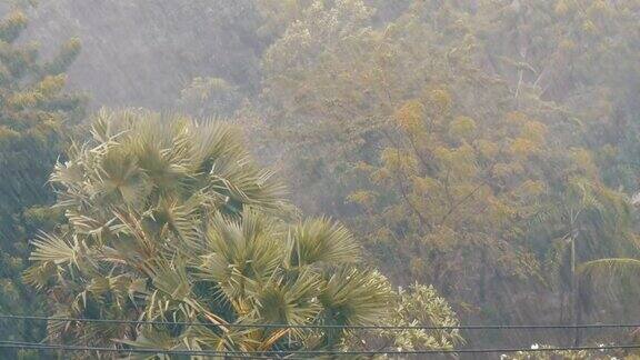 非常强的热带阵雨墙棕榈树和雨水中的树木