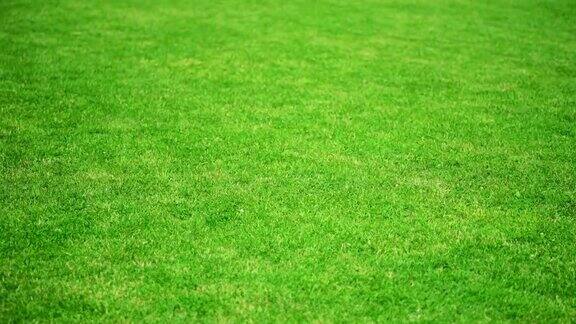 体育场里有绿色的草坪足球场决心、耐力、动机