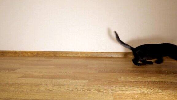 一只黑猫在追捕一只玩具老鼠的慢镜头拍摄