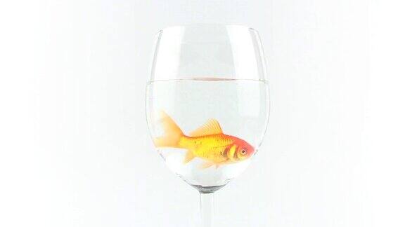 葡萄酒杯与鱼