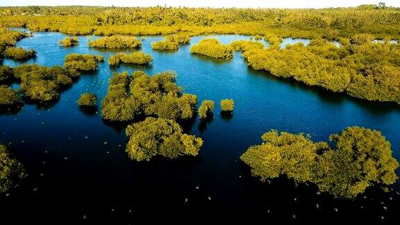 亚洲的红树林菲律宾Siargao岛