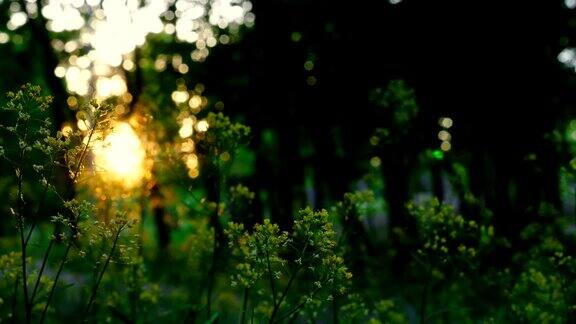 日落时的森林地面夏夜的树林里