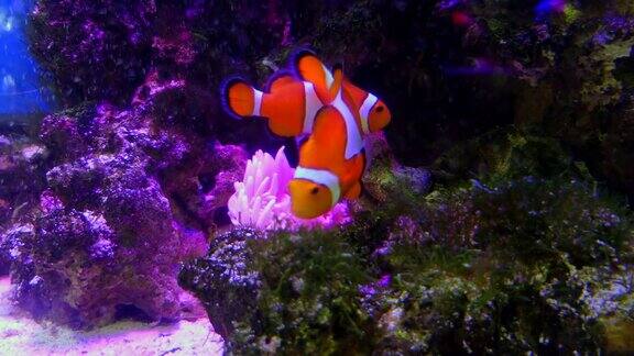 海洋生物与热带鱼在水族馆游泳