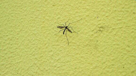 墙上一只变异的蚊子长翅膀的大蚊子昆虫