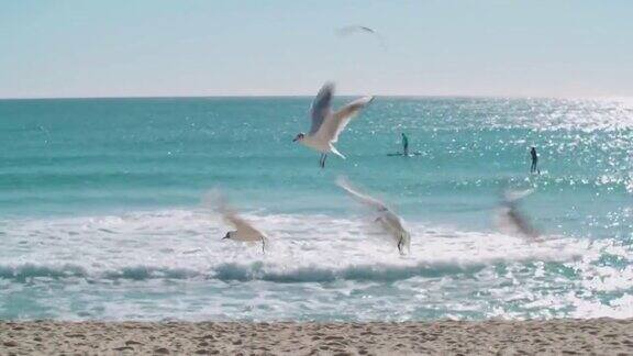 海鸥在沙滩上低低地飞翔