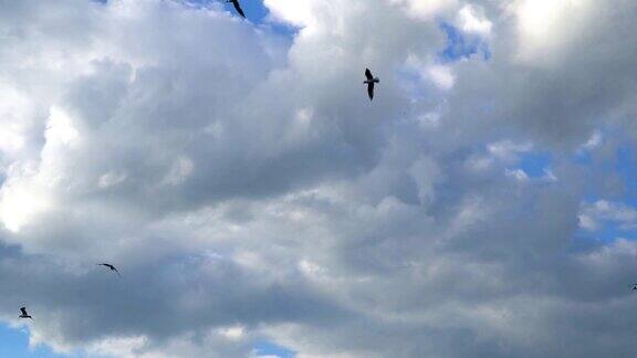 海鸥在蓝色多云的天空中飞翔的慢动作视频