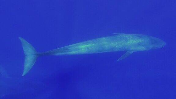 在早晨的阳光下蓝鲸在蓝色的水中慢慢地游泳大蓝鲸-须鲸目慢动作水下拍摄高角度拍摄印度洋斯里兰卡