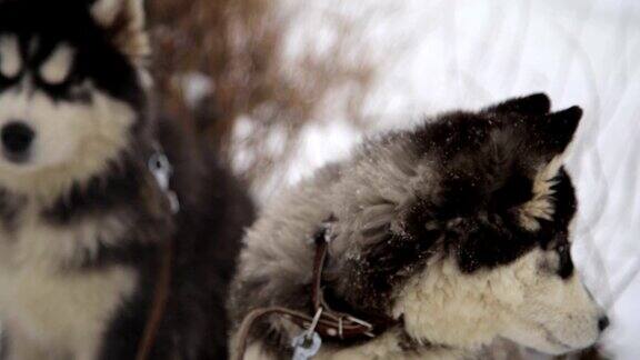 一对西伯利亚哈士奇爱斯基摩犬在室外摆姿势的冬季景观