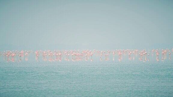 拉贾斯坦邦的桑巴尔盐湖上粉红色的火烈鸟印度