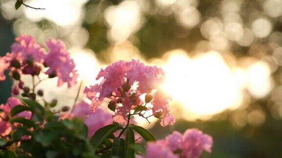 九重葛的花朵在花园里的灌木中灿烂地放射着阳光