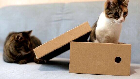 好玩的家猫坐在纸箱里