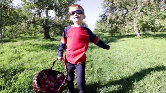 可爱的红发男孩秋天在果园摘苹果