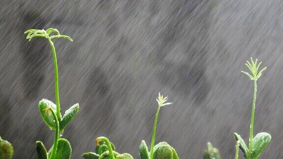 绿色的幼苗在雨中生长在地面上
