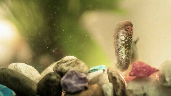 近距离拍摄美丽多彩的孔雀鱼在水族缸中游动与水草小尘埃颗粒在水中流动