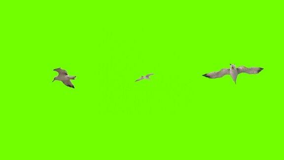 海鸥在绿色屏幕上飞翔包三种