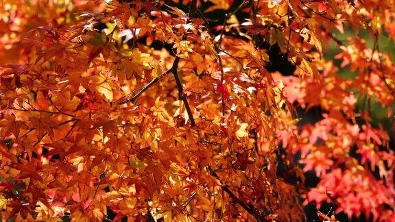 倾斜视频的秋天树叶变红