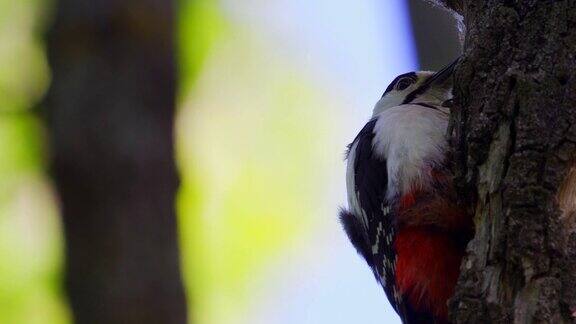 大斑点啄木鸟坐在橡树上