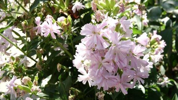17、皂角药用枝在风中粉红色的夏花篇关于开花