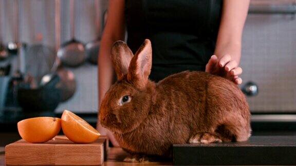 母兔在桌上抚摸棕色兔子闻橘子的味道棕色的兔子