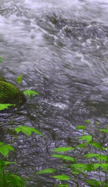 清澈的河水流过一片清新的绿色森林青森的武大和八幡台国家公园