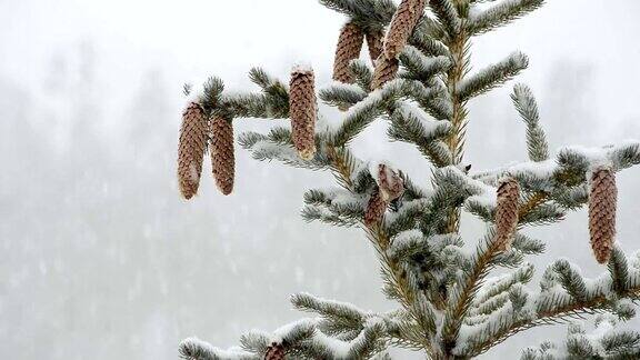 雪中的松树和松果
