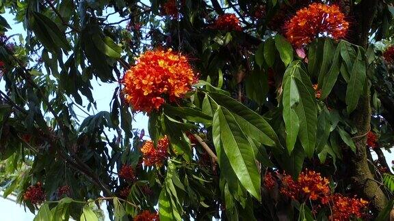 阿育王树开满了花和叶阿育王树俗称阿育王树是印度次大陆文化传统中的一种重要树