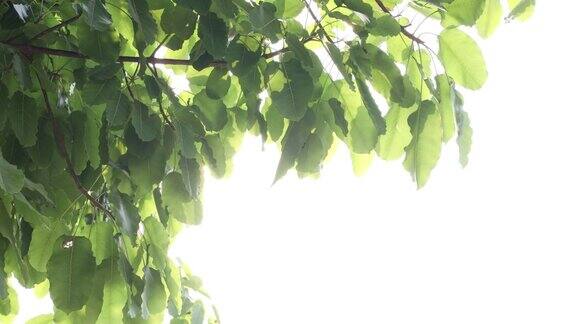 菩提树的绿色叶子被风猛烈地吹得低低的